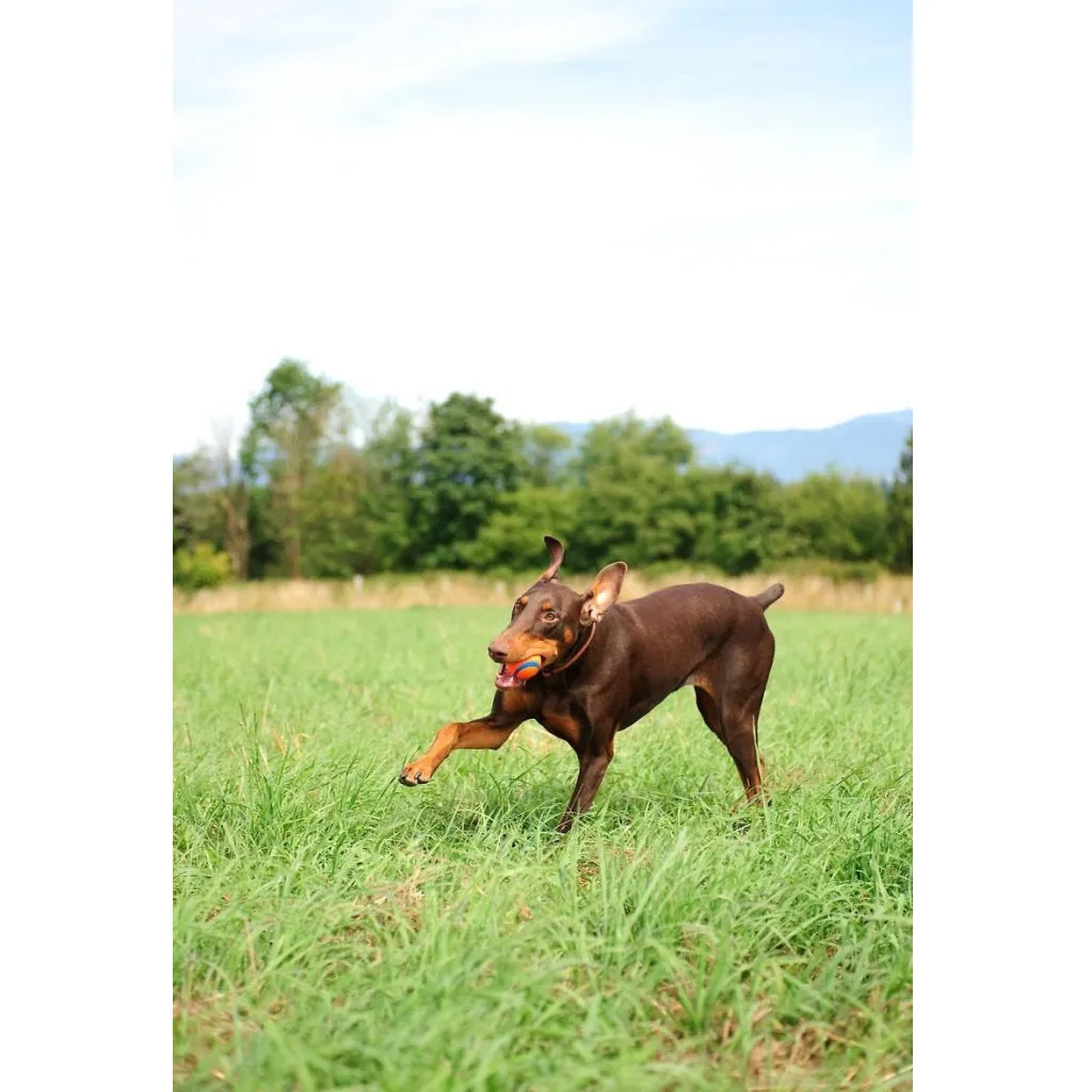 Chuckit! Ultra Ball Toy For Dogs- Large (1 pack)
