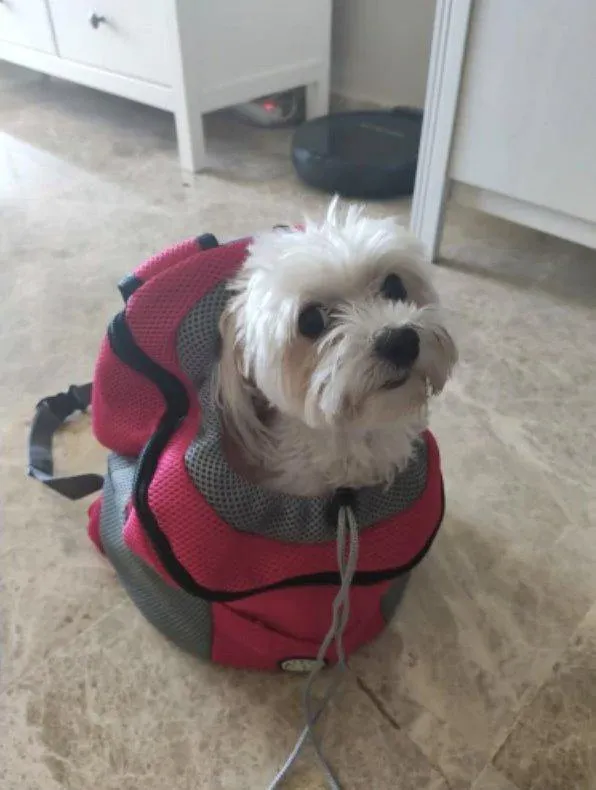 Dog Carrier Backpack 5 Colours!
