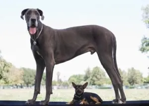 EXTRA LARGE DOG BASIC GROOM-