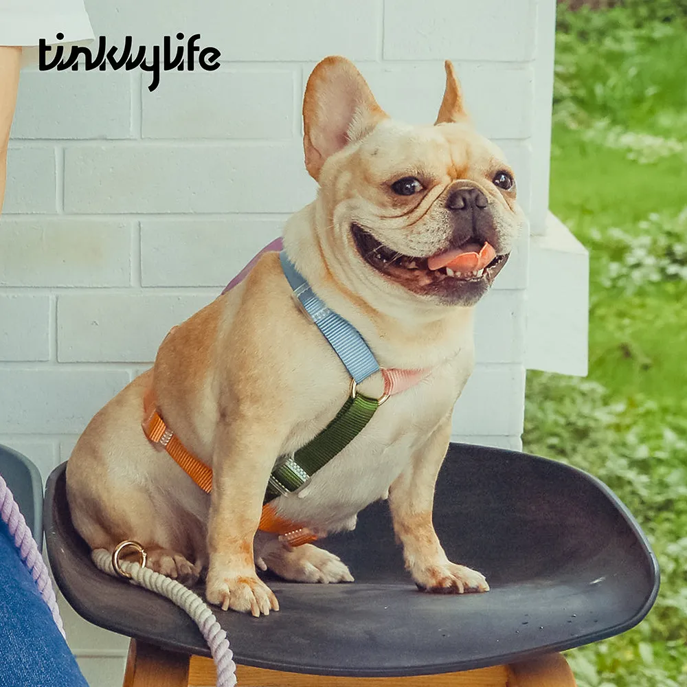 Rainbow Hands Free Mini Dog Backpack Kit