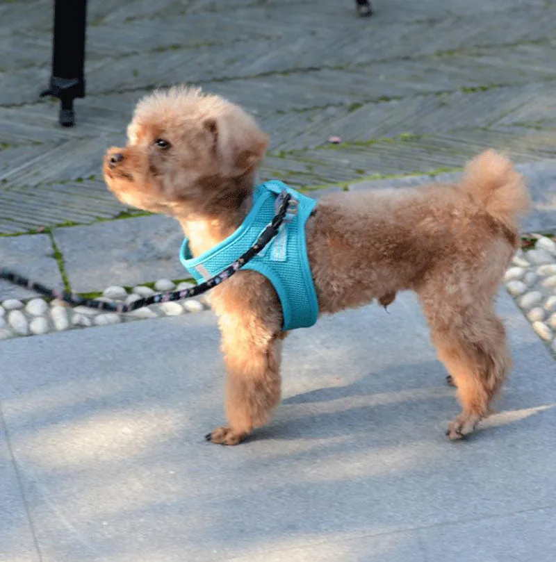 Small and medium-sized dogs, cats leash vest type pet chest harness